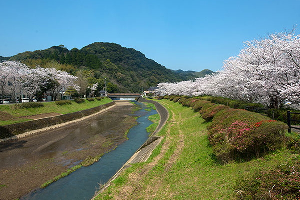 一町田川の桜並木