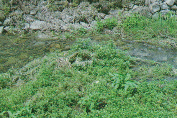 クレソン自生の川