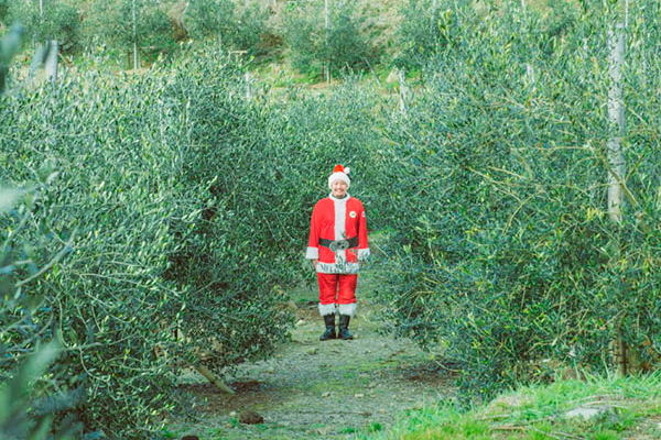 アマクサンタのオリーブ園